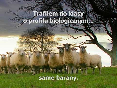 Trafiłem do klasy o profilu biologicznym... same barany, hieny, małpy, osły i świnie.